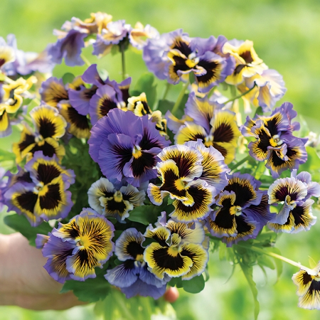 Pansy Frizzle Sizzle Yellow Blue Swirl (186)
